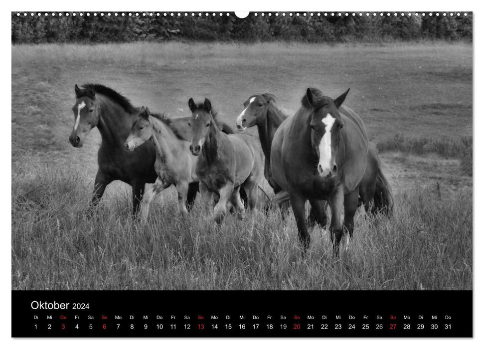 Pferde 2024 Wild Thing (CALVENDO Wandkalender 2024)
