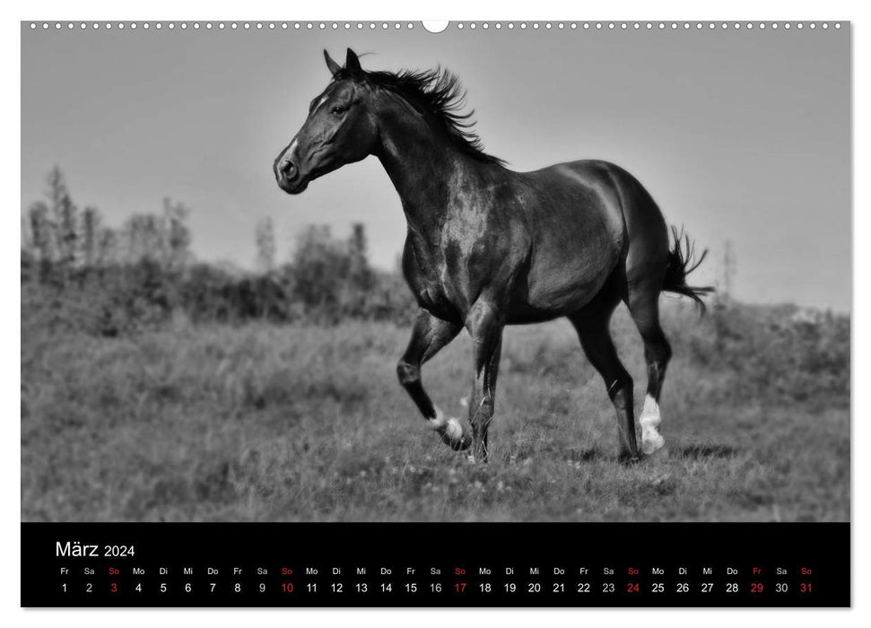 Pferde 2024 Wild Thing (CALVENDO Wandkalender 2024)