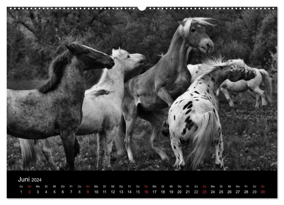 Pferde 2024 Wild Thing (CALVENDO Wandkalender 2024)