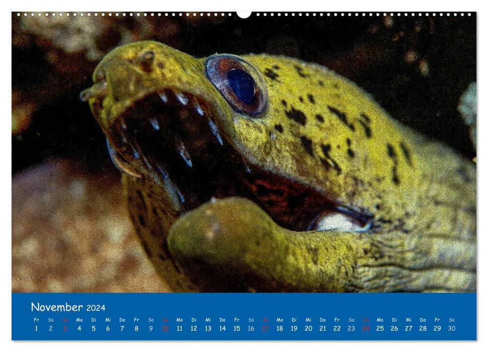Unterwasserwelten (CALVENDO Premium Wandkalender 2024)