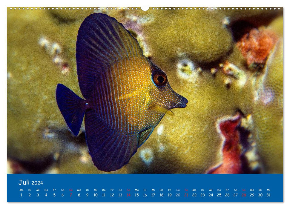 Unterwasserwelten (CALVENDO Premium Wandkalender 2024)