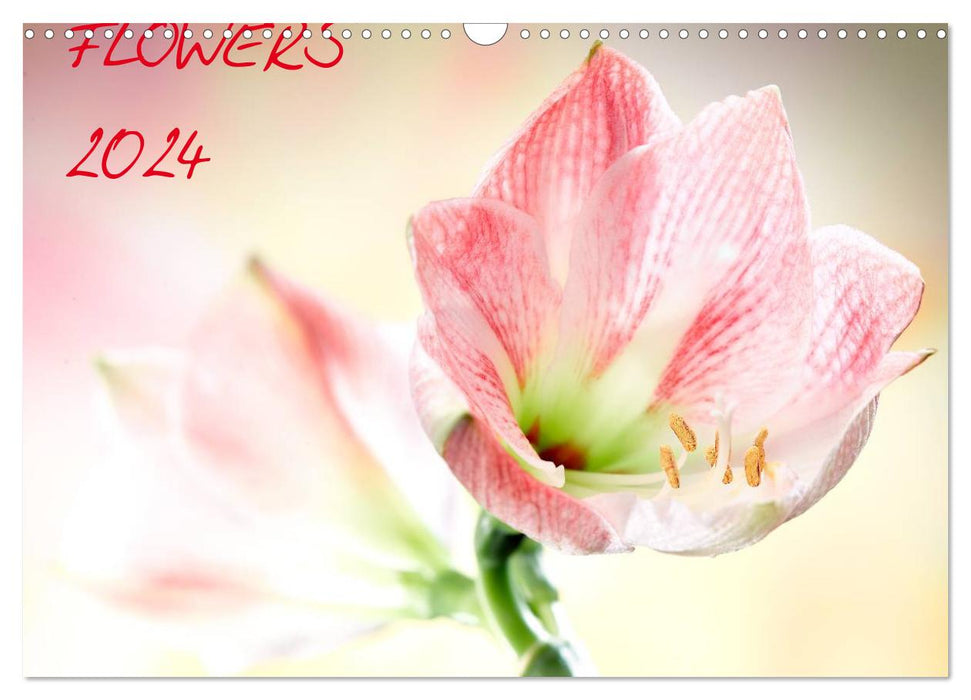 Flowers / 2024 (CALVENDO Wandkalender 2024)