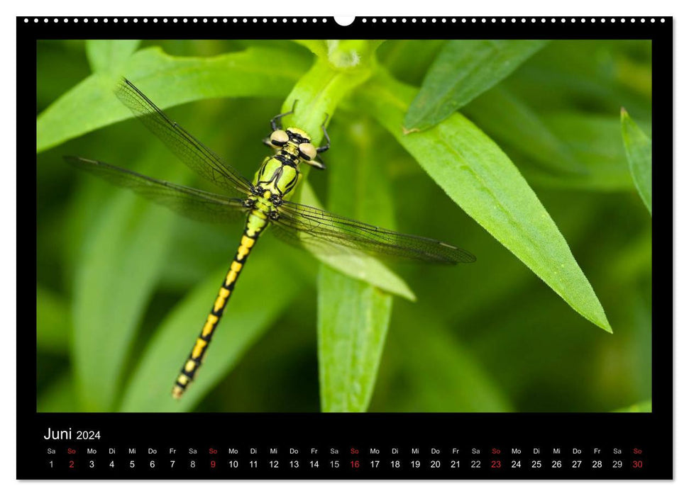 Natur erleben... (CALVENDO Wandkalender 2024)