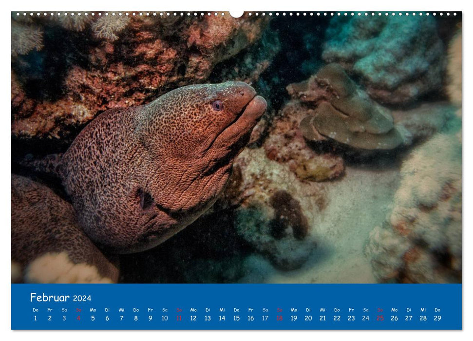 Unterwasserwelten (CALVENDO Wandkalender 2024)