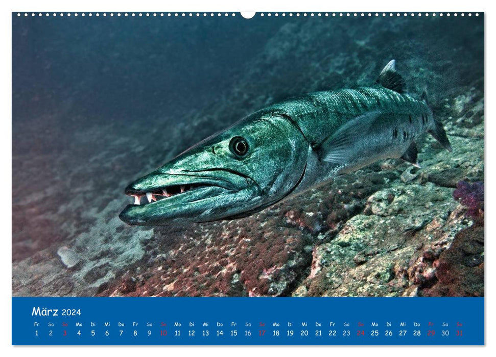 Unterwasserwelten (CALVENDO Wandkalender 2024)