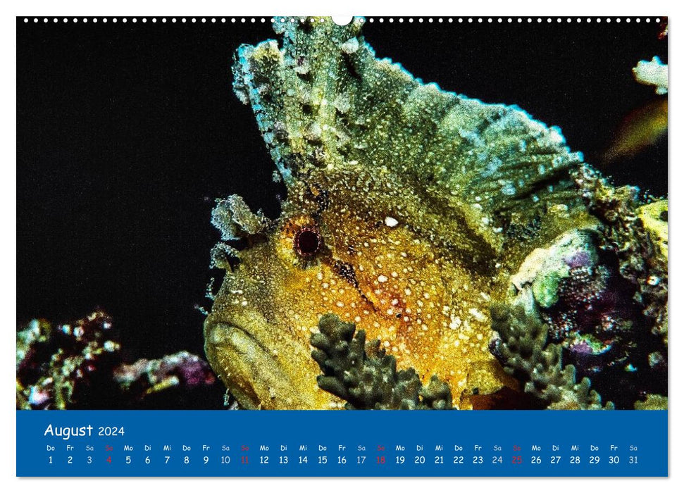 Unterwasserwelten (CALVENDO Wandkalender 2024)