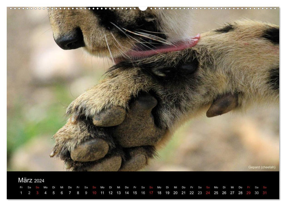 Raubkatzen (CALVENDO Premium Wandkalender 2024)