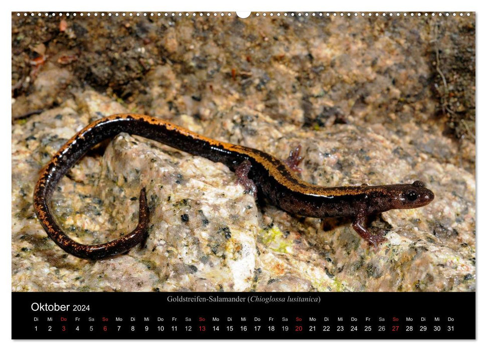 Salamandres et tritons (Calvendo Premium Wall Calendar 2024) 