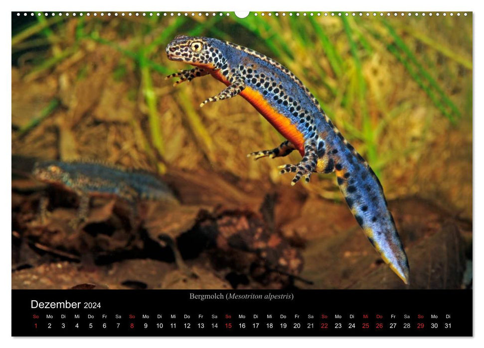 Salamandres et tritons (Calvendo Premium Wall Calendar 2024) 