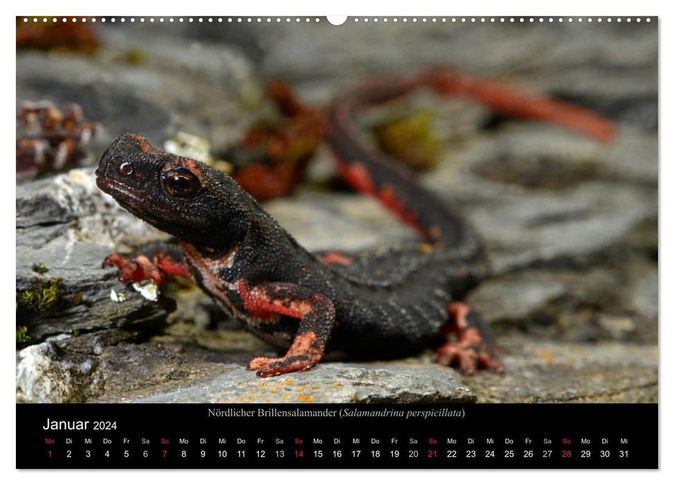 Salamander und Molche (CALVENDO Premium Wandkalender 2024)