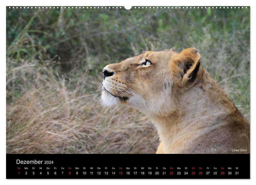 Raubkatzen (CALVENDO Wandkalender 2024)