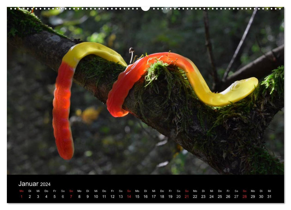 Die Welt der Fruchtgummis (CALVENDO Premium Wandkalender 2024)