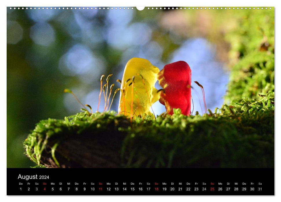 Le monde des gommes aux fruits (Calendrier mural CALVENDO Premium 2024) 