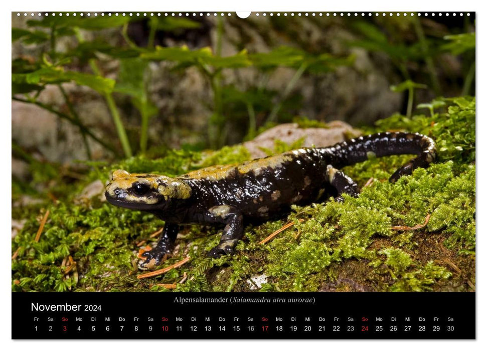 Salamander und Molche (CALVENDO Wandkalender 2024)