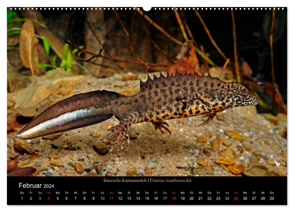 Salamander und Molche (CALVENDO Wandkalender 2024)
