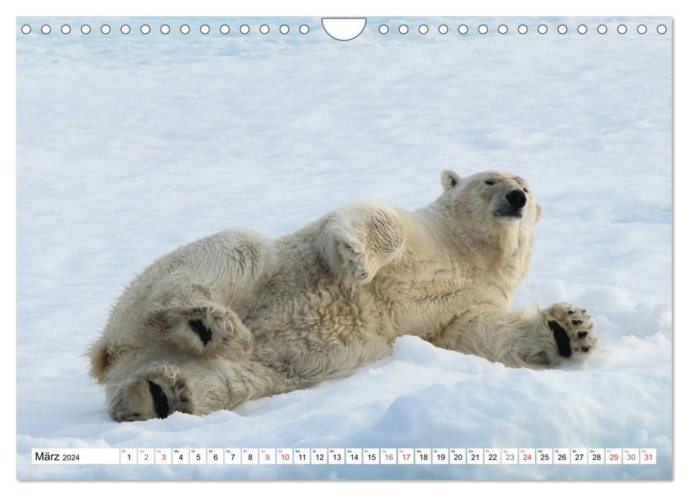 Eisbären - Könige der Arktis (CALVENDO Wandkalender 2024)