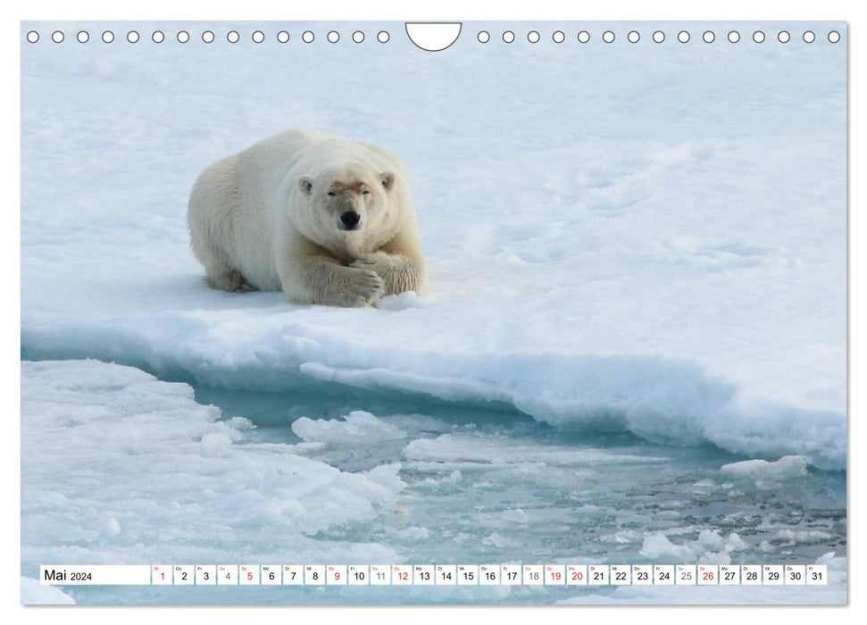 Ours polaires - rois de l'Arctique (calendrier mural CALVENDO 2024) 