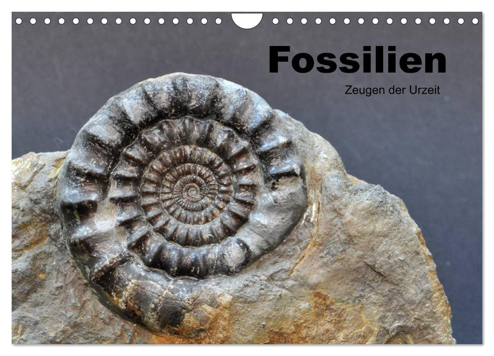 Fossilien - Zeugen der Urzeit (CALVENDO Wandkalender 2024)