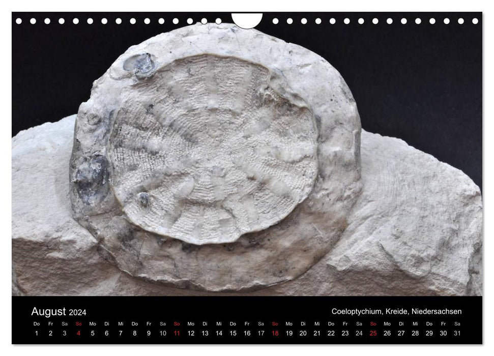 Fossilien - Zeugen der Urzeit (CALVENDO Wandkalender 2024)