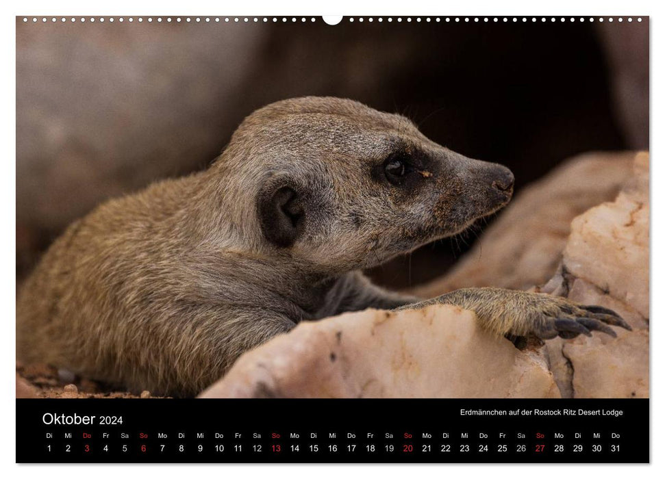 Wunderschönes Namibia (CALVENDO Premium Wandkalender 2024)