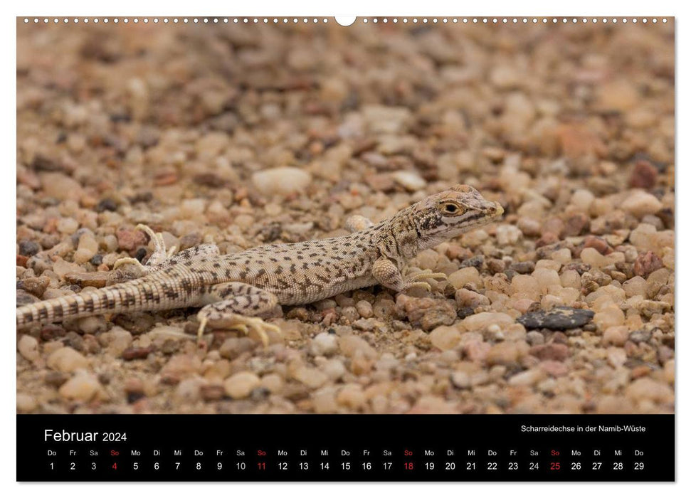 Wunderschönes Namibia (CALVENDO Premium Wandkalender 2024)