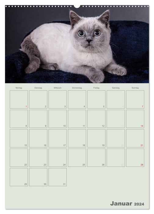 Britisch Kurzhaar Katzen - Planer (CALVENDO Premium Wandkalender 2024)