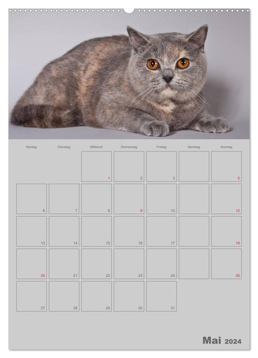 Britisch Kurzhaar Katzen - Planer (CALVENDO Premium Wandkalender 2024)
