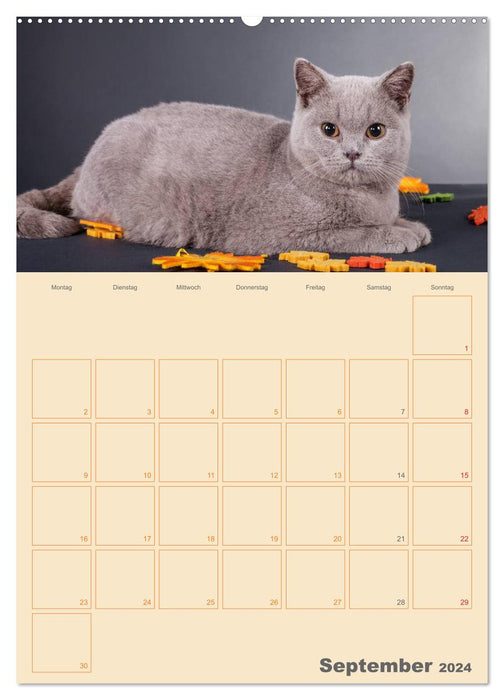 Britisch Kurzhaar Katzen - Planer (CALVENDO Premium Wandkalender 2024)