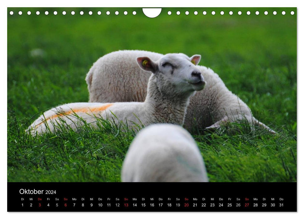 Moutons à Dithmarschen (calendrier mural CALVENDO 2024) 