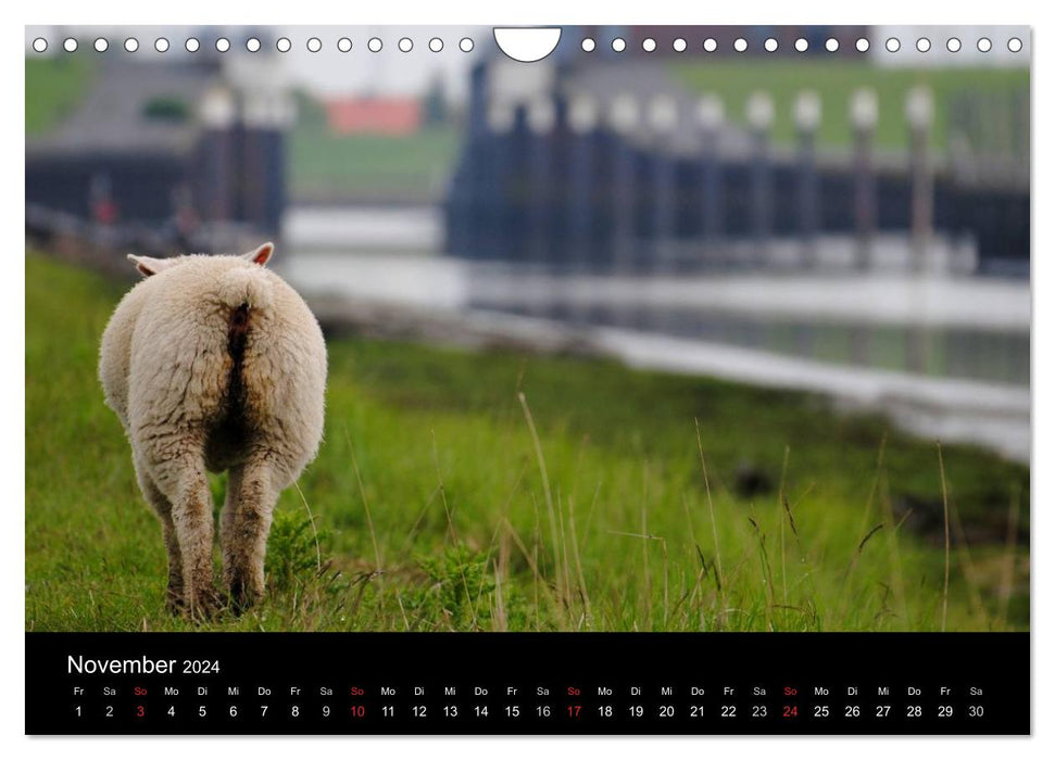 Schafe in Dithmarschen (CALVENDO Wandkalender 2024)