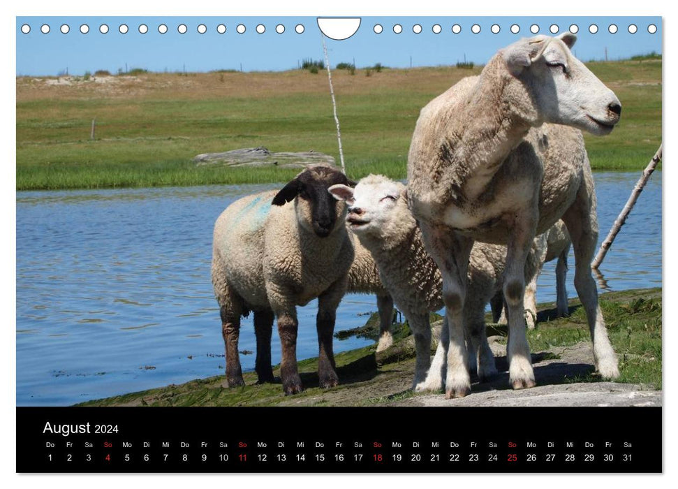Schafe in Dithmarschen (CALVENDO Wandkalender 2024)