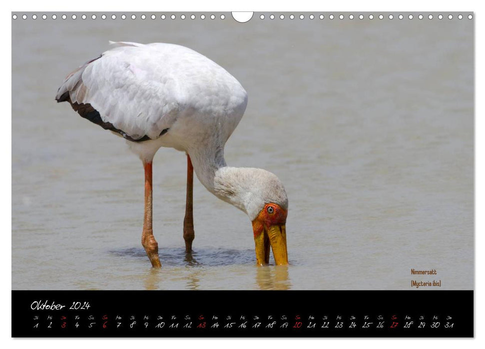 Faszination Afrika - wilde Tiere der Masai Mara - Kenia (CALVENDO Wandkalender 2024)