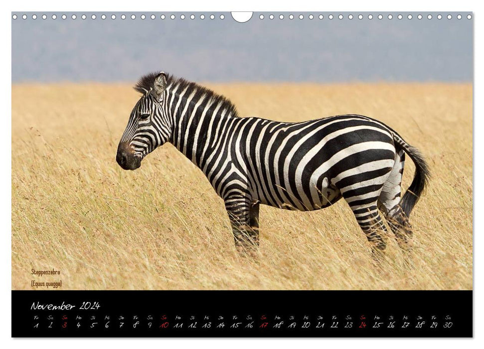 Faszination Afrika - wilde Tiere der Masai Mara - Kenia (CALVENDO Wandkalender 2024)