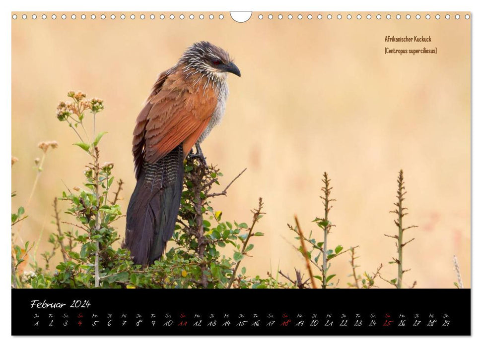 Faszination Afrika - wilde Tiere der Masai Mara - Kenia (CALVENDO Wandkalender 2024)