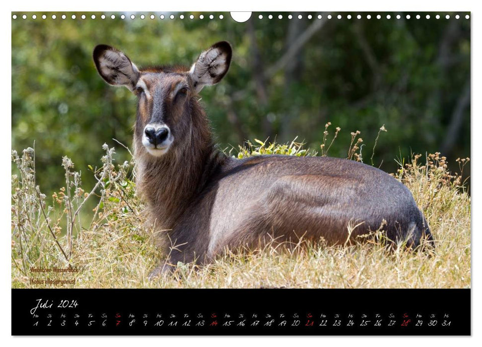 Faszination Afrika - wilde Tiere der Masai Mara - Kenia (CALVENDO Wandkalender 2024)