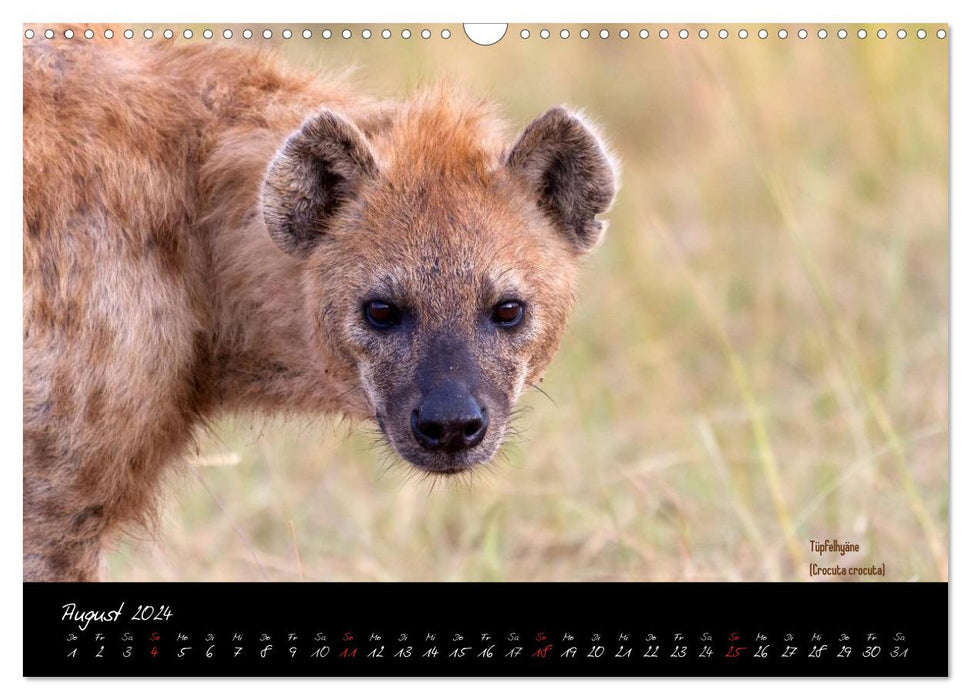 Faszination Afrika - wilde Tiere der Masai Mara - Kenia (CALVENDO Wandkalender 2024)