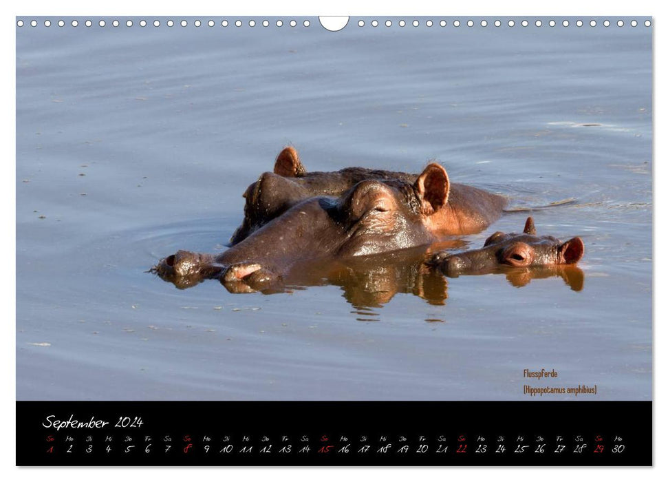 Faszination Afrika - wilde Tiere der Masai Mara - Kenia (CALVENDO Wandkalender 2024)