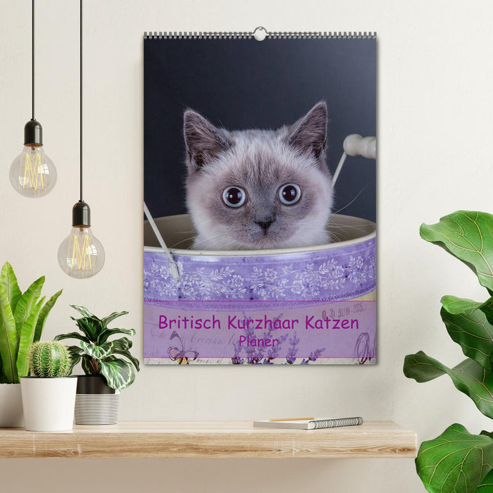 Britisch Kurzhaar Katzen - Planer (CALVENDO Wandkalender 2024)