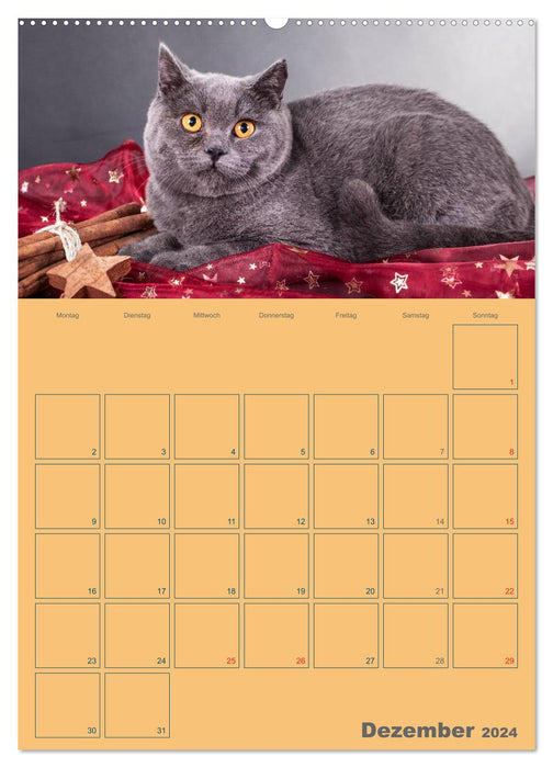 Britisch Kurzhaar Katzen - Planer (CALVENDO Wandkalender 2024)