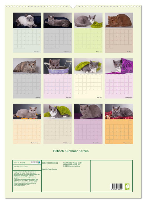 Britisch Kurzhaar Katzen - Planer (CALVENDO Wandkalender 2024)