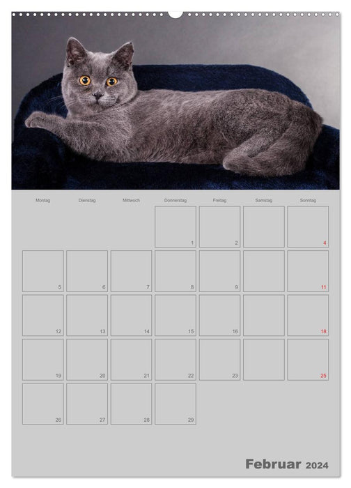 Britisch Kurzhaar Katzen - Planer (CALVENDO Wandkalender 2024)