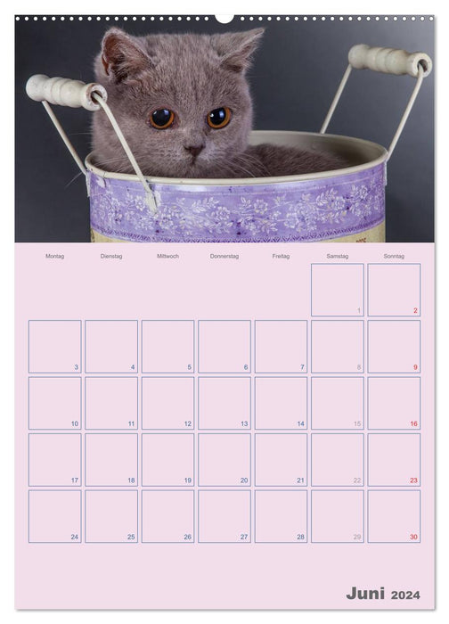 Britisch Kurzhaar Katzen - Planer (CALVENDO Wandkalender 2024)