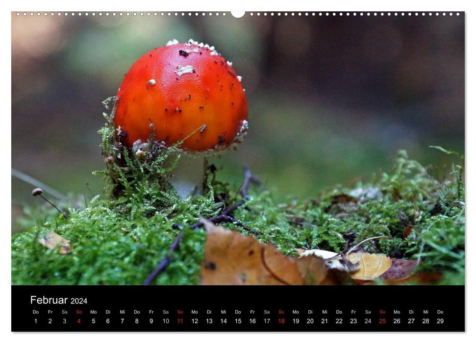 Amanite mouche - poison rouge (Calvendo Premium Wall Calendar 2024) 