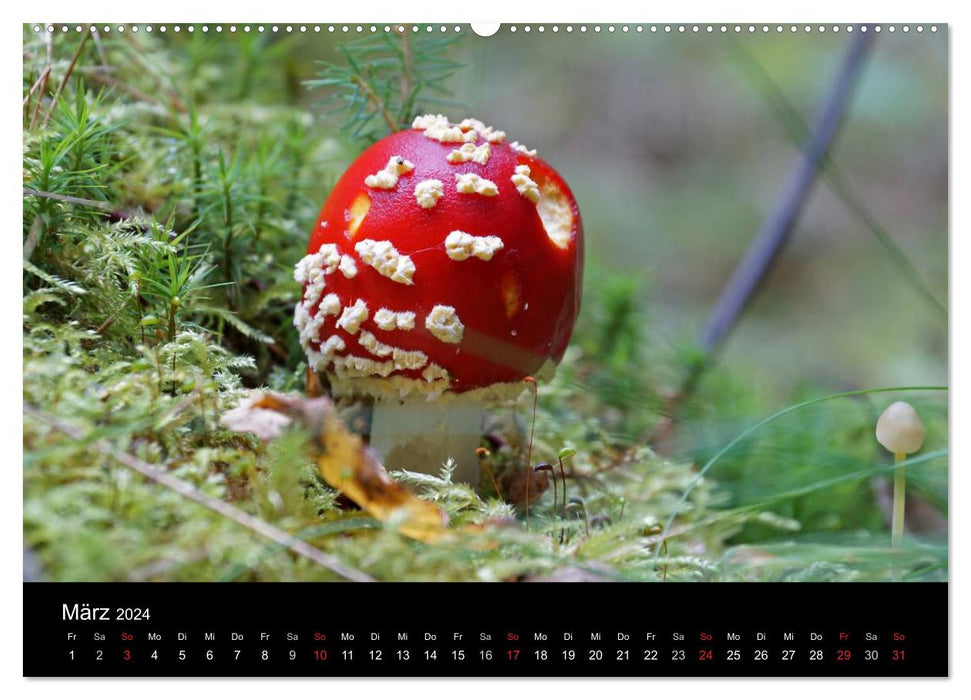 Amanite mouche - poison rouge (Calvendo Premium Wall Calendar 2024) 