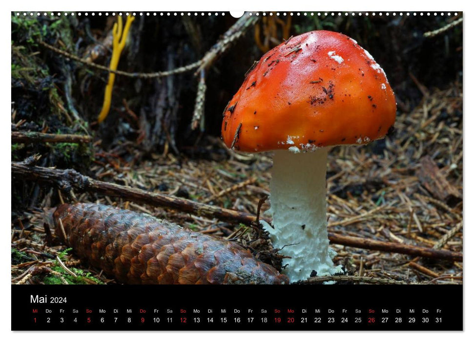 Fly agaric - rotes Gift (CALVENDO Premium Wandkalender 2024)