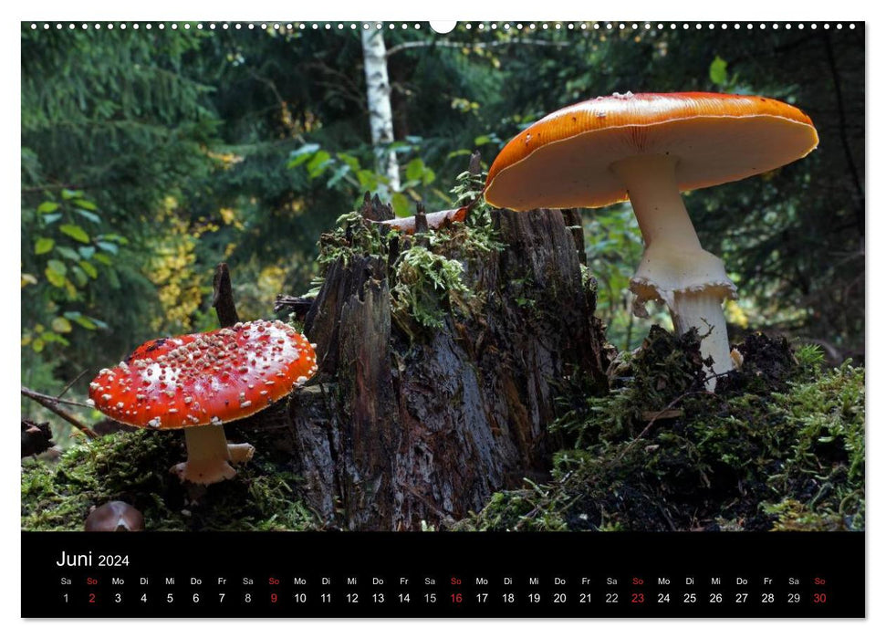 Amanite mouche - poison rouge (Calvendo Premium Wall Calendar 2024) 