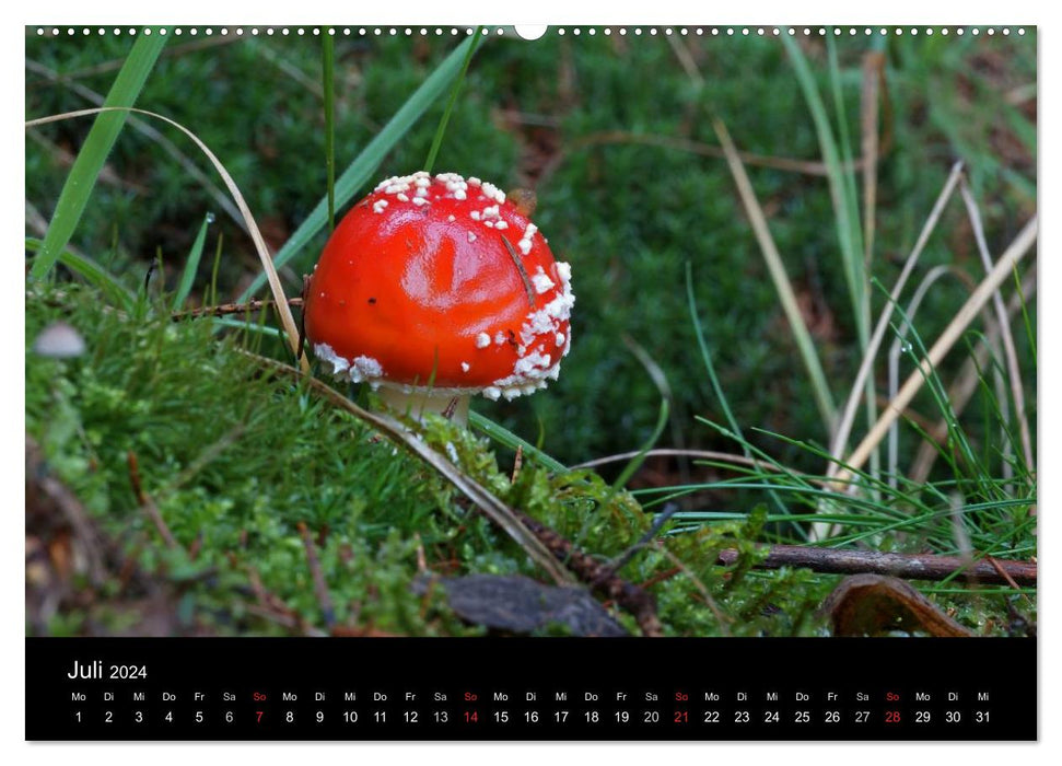 Amanite mouche - poison rouge (Calvendo Premium Wall Calendar 2024) 