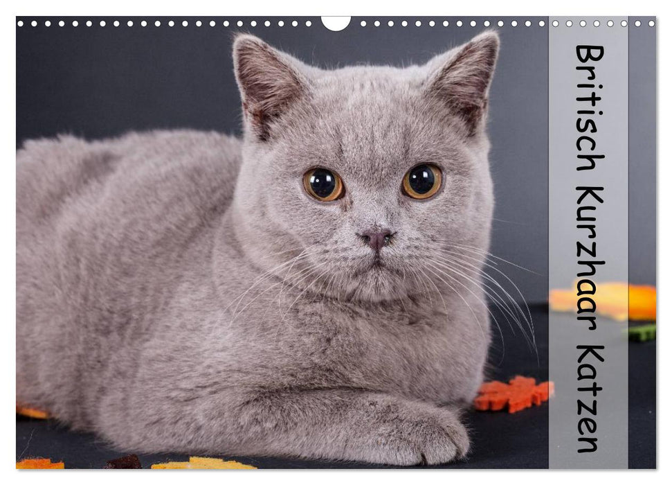 Chats British Shorthair (Calendrier mural CALVENDO 2024) 