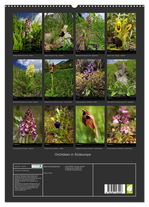 Orchidées en Europe du Sud (Calvendo Premium Wall Calendar 2024) 