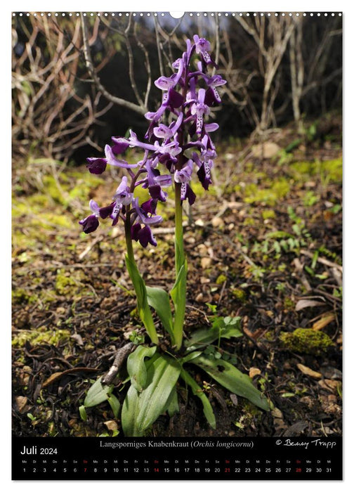 Orchidées en Europe du Sud (Calvendo Premium Wall Calendar 2024) 